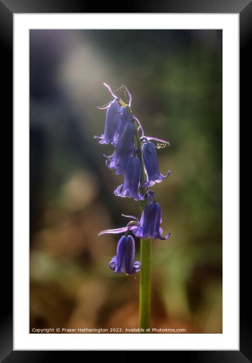 Bluebell with spider photo bomb Framed Mounted Print by Fraser Hetherington