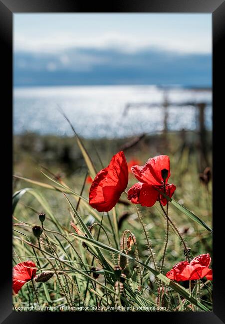 Elie seaside poppies Framed Print by Fraser Hetherington