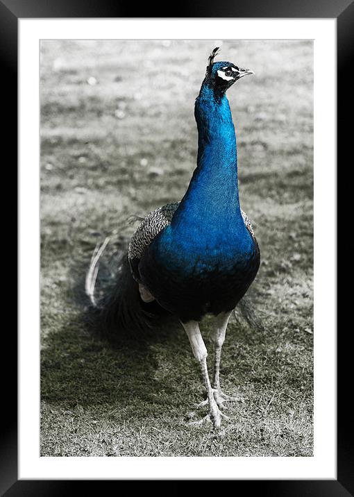 Pretty as a Peacock Framed Mounted Print by Fraser Hetherington