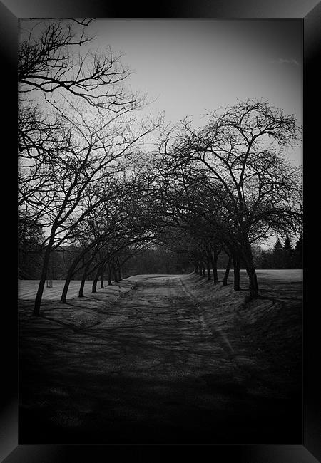 Tree Archway Framed Print by Fraser Hetherington