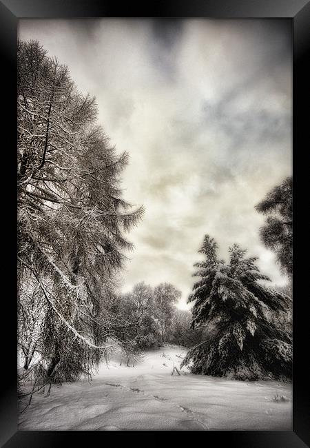 Winters Woodland Walk Framed Print by Fraser Hetherington