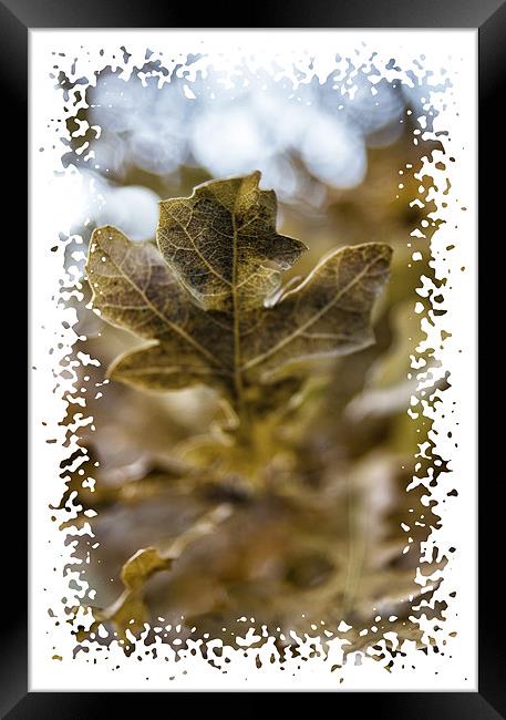 Leaf it out Framed Print by Fraser Hetherington