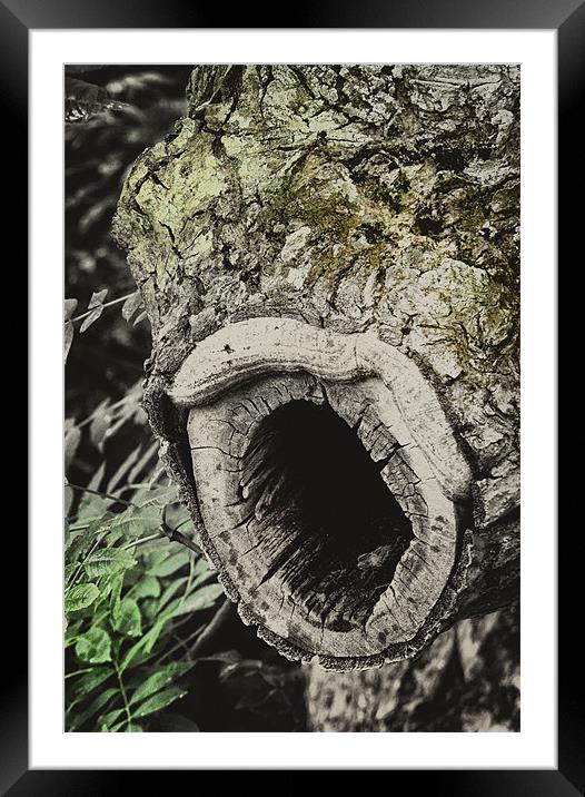Wood Worm Framed Mounted Print by Fraser Hetherington
