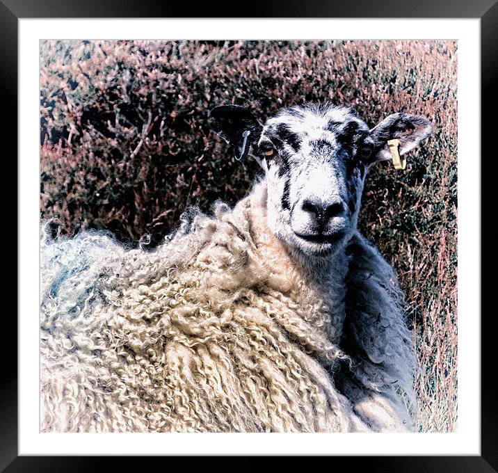 Fashionable Sheep Framed Mounted Print by Fraser Hetherington