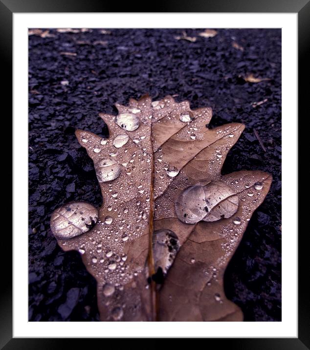 Leaf Drops Framed Mounted Print by Fraser Hetherington
