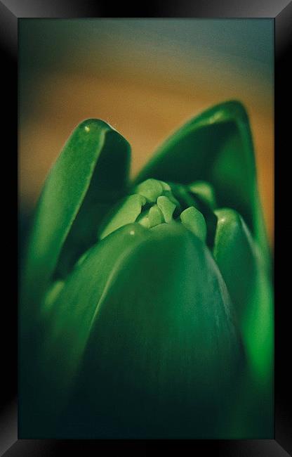 Macro Bulb Framed Print by Fraser Hetherington