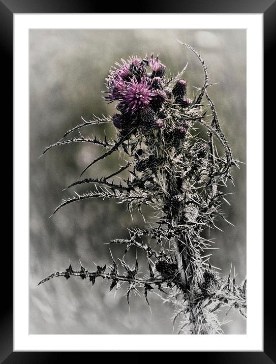 Thistly Purps Framed Mounted Print by Fraser Hetherington