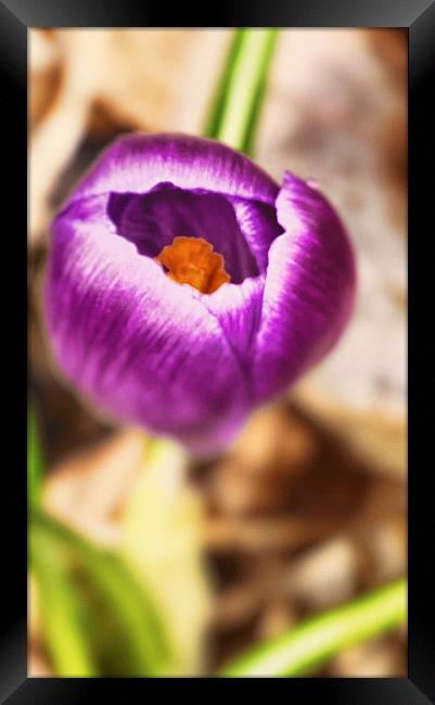 Crocus Unfolding Framed Print by Fraser Hetherington