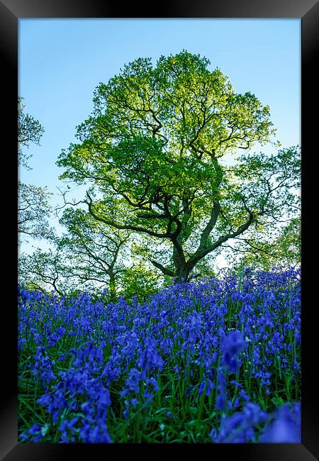 Bluebell Woods Framed Print by Fraser Hetherington