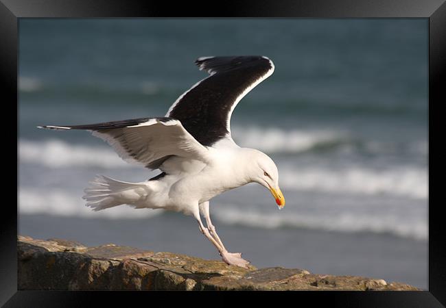 Great Black-Backed Gull Framed Print by Ian Shadlock