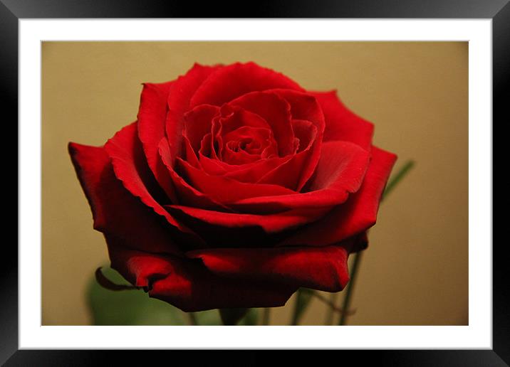 Red Rose Framed Mounted Print by Kyle Shadlock