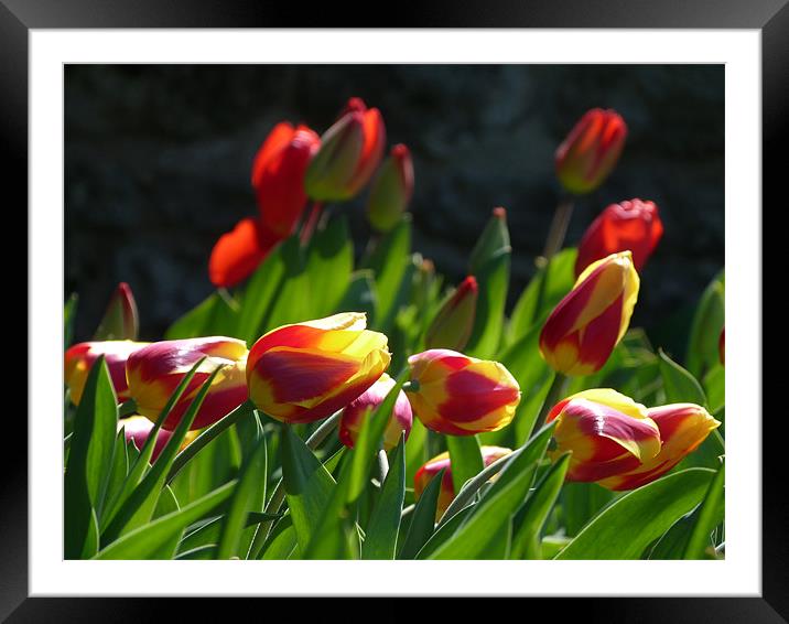Spring Tulips Framed Mounted Print by Lynn hanlon