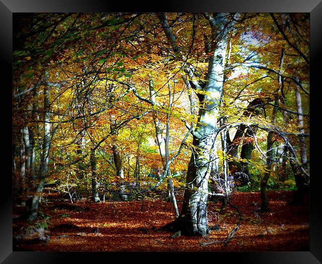 Epping Forest Framed Print by Lynn hanlon