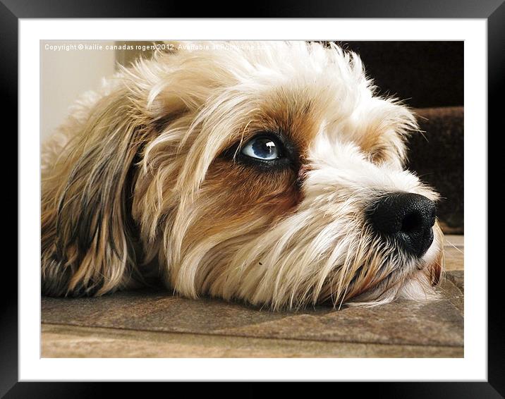 Holly Dog Framed Mounted Print by kailie canadas rogers