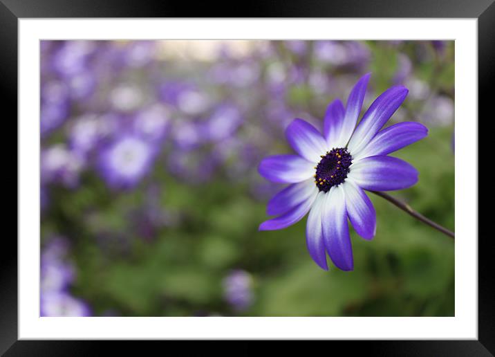 Blue flower cineraria Framed Mounted Print by Charlotte Anderson
