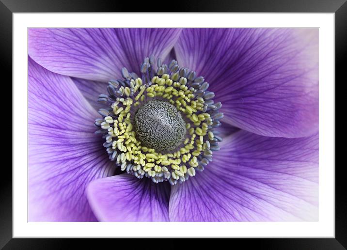 Anemone purple and white flower Framed Mounted Print by Charlotte Anderson