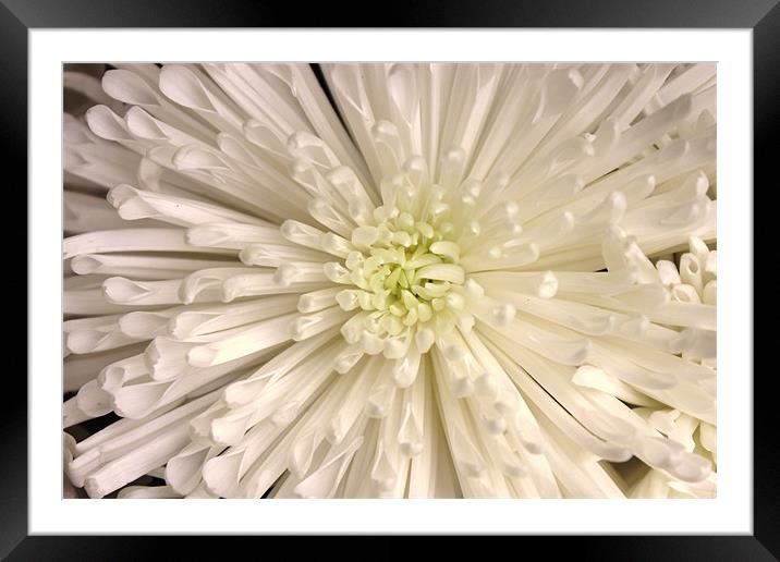 White chrysanthemum Framed Mounted Print by Charlotte Anderson