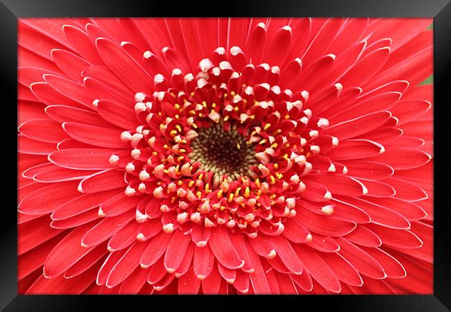 Red flower beautiful petals Framed Print by Charlotte Anderson