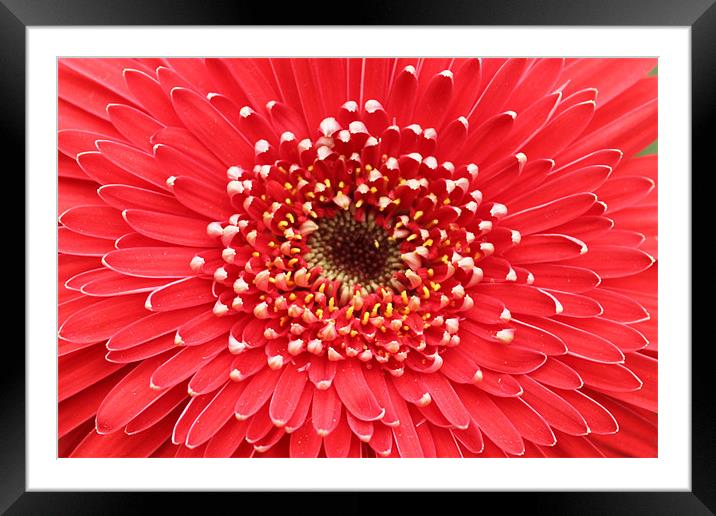 Red flower beautiful petals Framed Mounted Print by Charlotte Anderson
