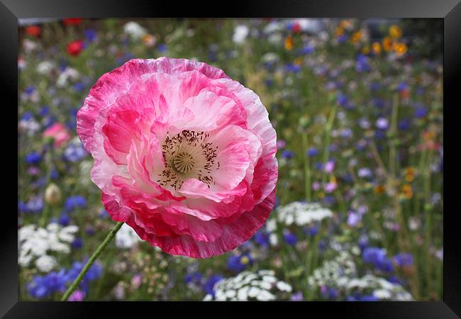 Poppy in wild flower garden Framed Print by Charlotte Anderson