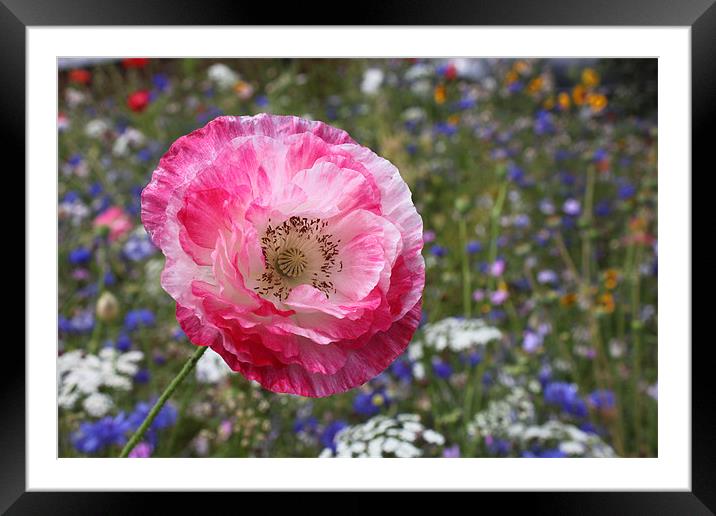 Poppy in wild flower garden Framed Mounted Print by Charlotte Anderson