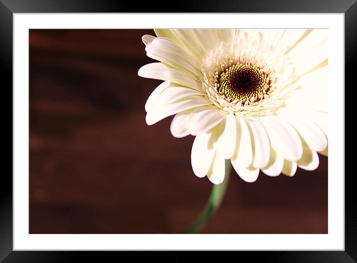 Gerbera white flower closeup Framed Mounted Print by Charlotte Anderson