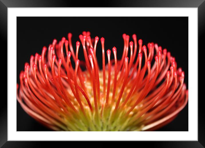 Unusual red spikey flower Framed Mounted Print by Charlotte Anderson