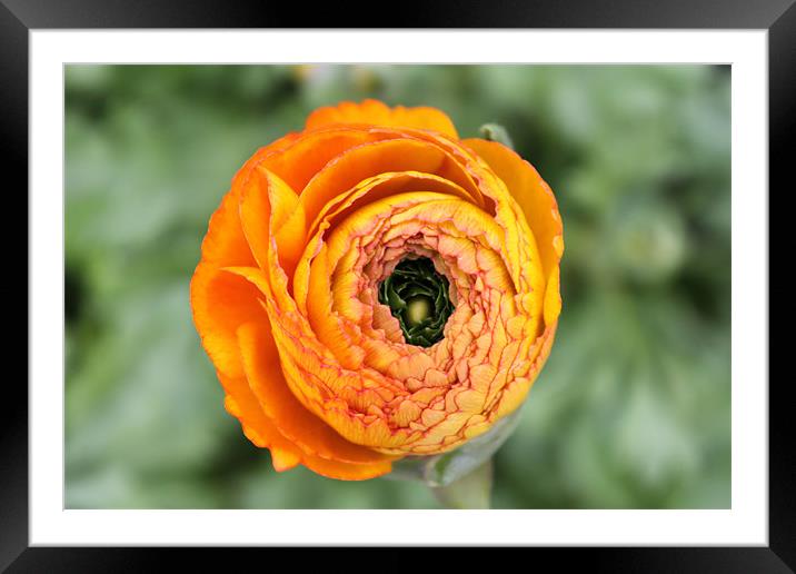 Orange flower starting to bloom Framed Mounted Print by Charlotte Anderson