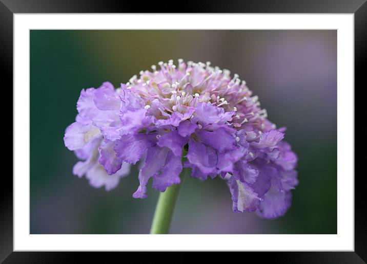 Closeup purple flower - Scabious Framed Mounted Print by Charlotte Anderson