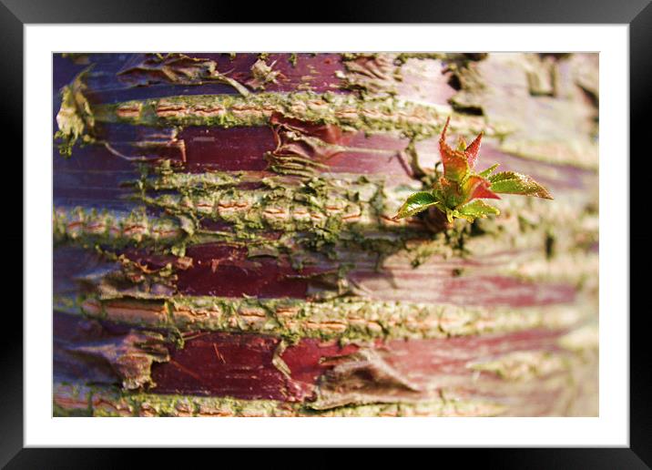 Tree bark with new leaves Framed Mounted Print by Charlotte Anderson