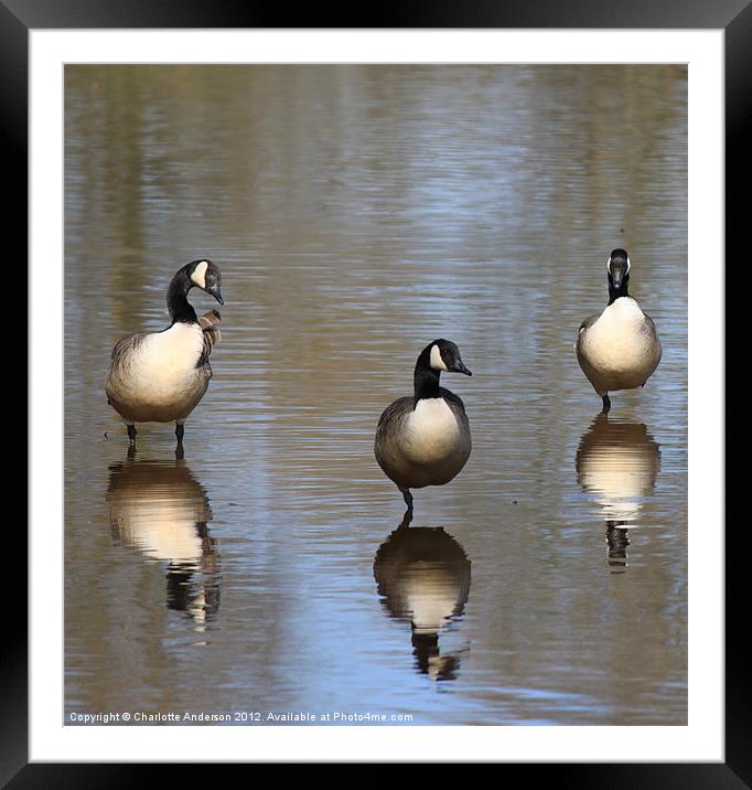 Uncooperative Canada geese Framed Mounted Print by Charlotte Anderson