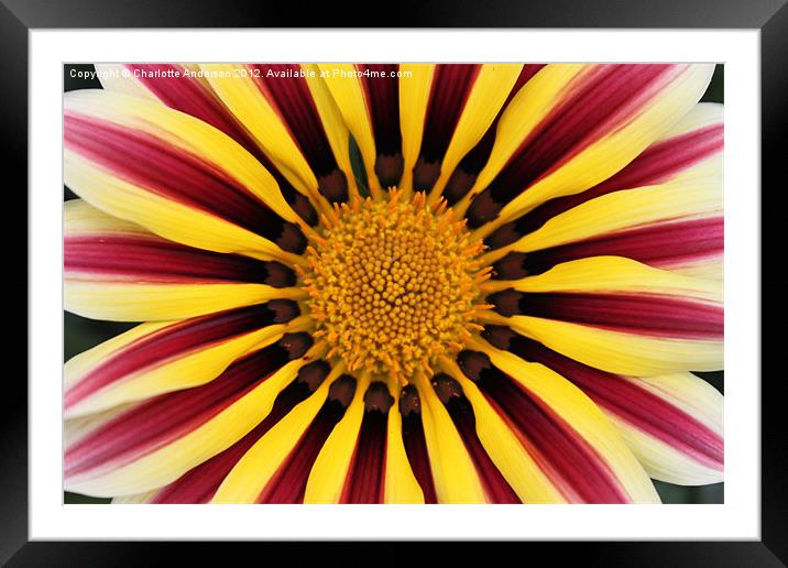 Gazania striped flower red yellow Framed Mounted Print by Charlotte Anderson