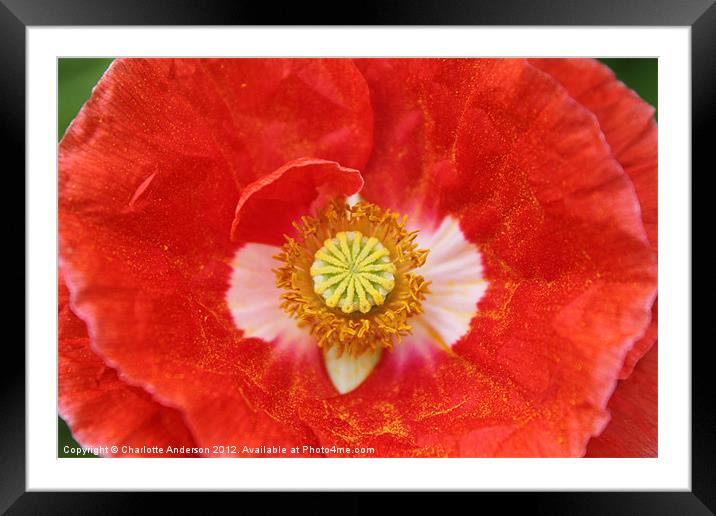 Red poppy with yellow centre Framed Mounted Print by Charlotte Anderson