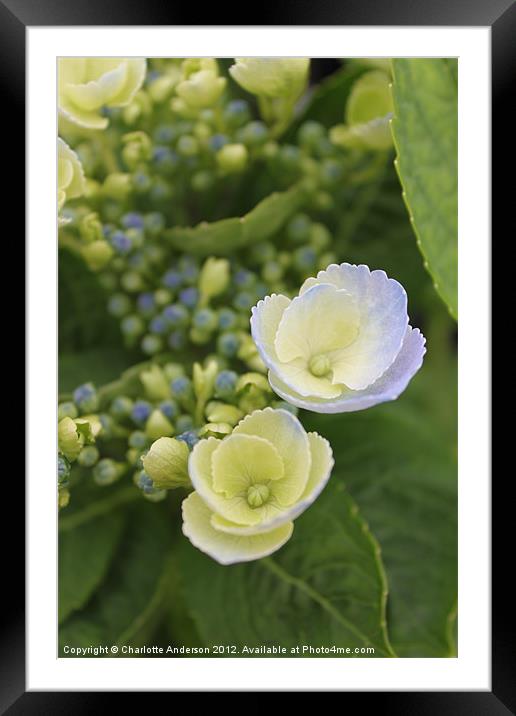 Hydrangea blue and white flower Framed Mounted Print by Charlotte Anderson