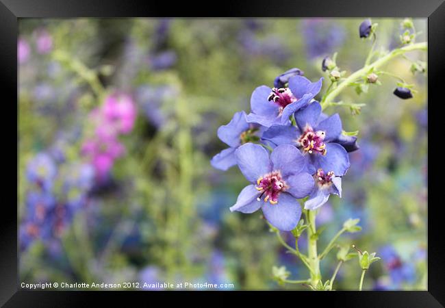 Blue and purple flowers Framed Print by Charlotte Anderson