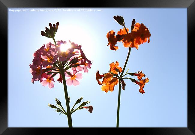 Pink and orange flowers sunlit Framed Print by Charlotte Anderson
