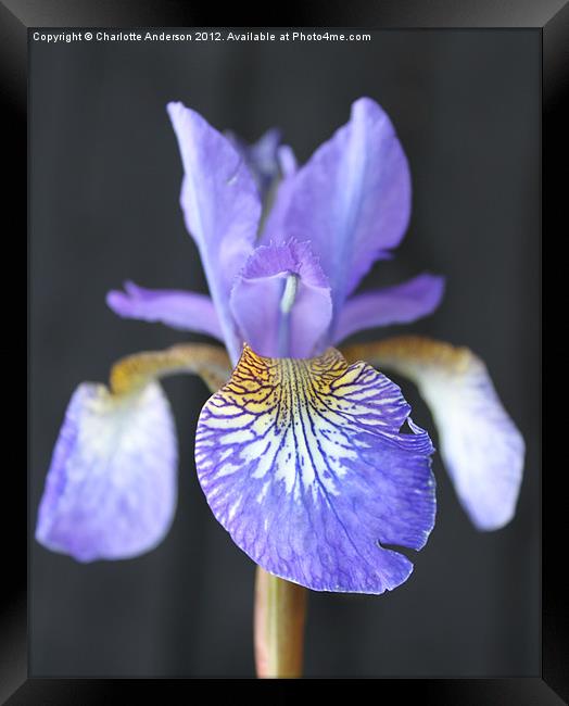 Blue Iris Closeup Framed Print by Charlotte Anderson
