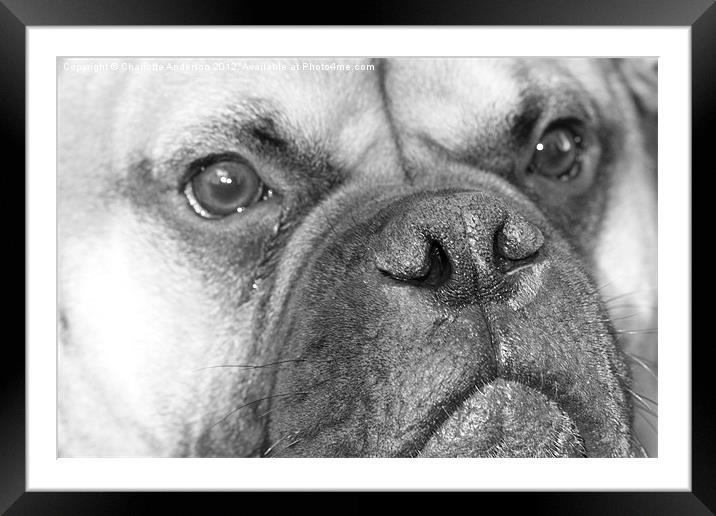Bull mastiff dog black and white Framed Mounted Print by Charlotte Anderson