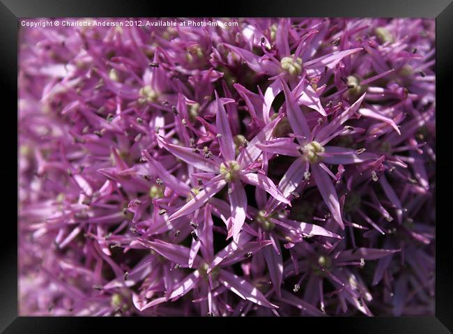 Allium tiny purple flowers Framed Print by Charlotte Anderson
