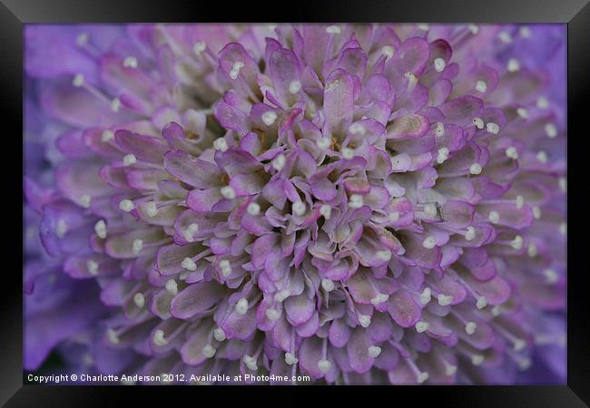 Scabious purple flower Framed Print by Charlotte Anderson