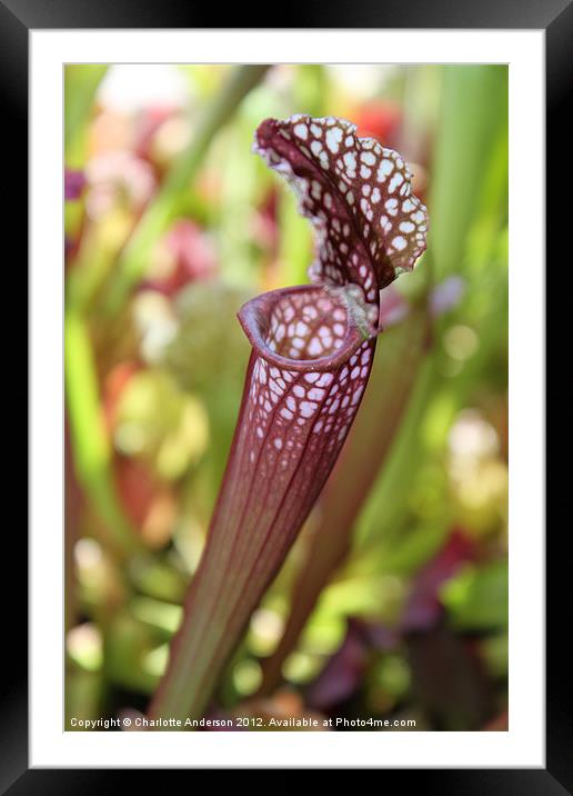 Meat eating plant carnivorous sarracenia Framed Mounted Print by Charlotte Anderson