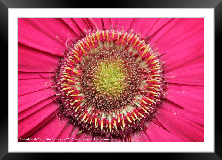 Lots of pinks!  Flower Framed Mounted Print by Charlotte Anderson