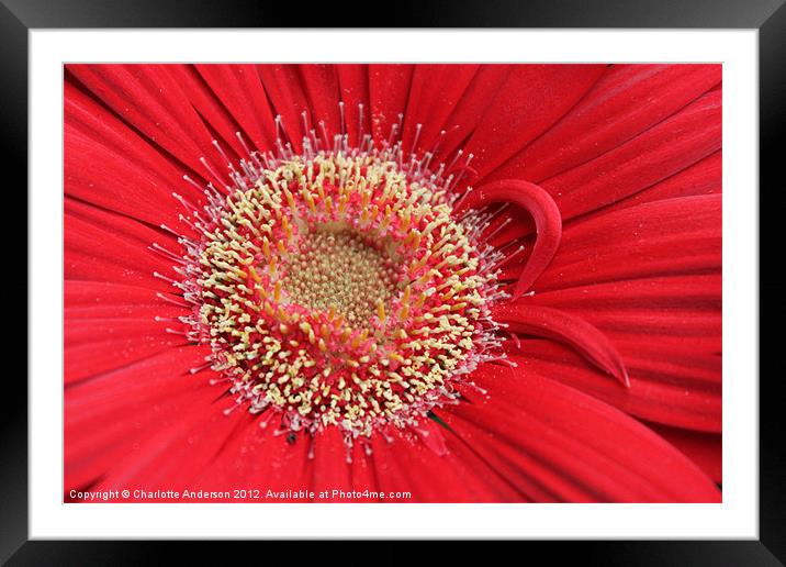 Gerba red flower Framed Mounted Print by Charlotte Anderson