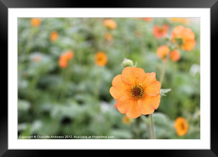 Geum totally tangerine flower Framed Mounted Print by Charlotte Anderson
