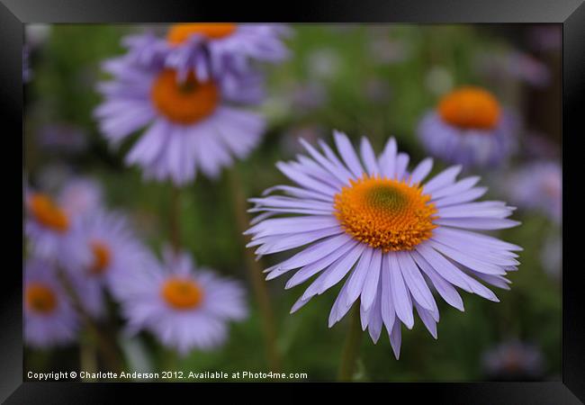 Aster blue and yellow flower Framed Print by Charlotte Anderson