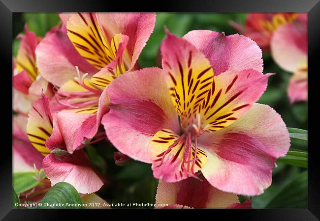 Stripey pink flower Framed Print by Charlotte Anderson