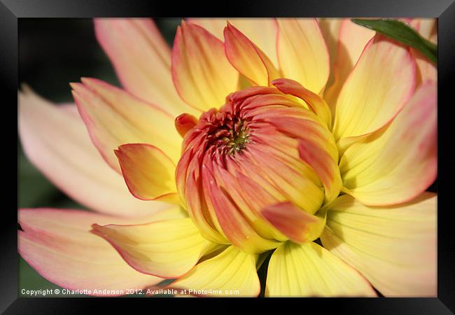 Dhalia yellow and red flower Framed Print by Charlotte Anderson