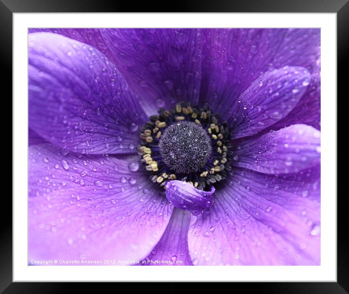 Purple flower in the rain Framed Mounted Print by Charlotte Anderson