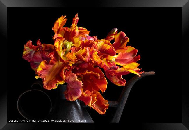 Flamboyant Rasta Parrot Tulips Framed Print by Ann Garrett