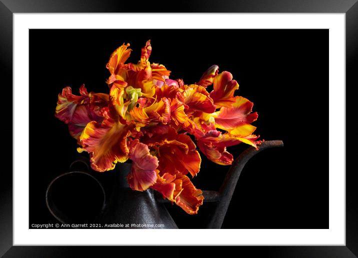 Flamboyant Rasta Parrot Tulips Framed Mounted Print by Ann Garrett